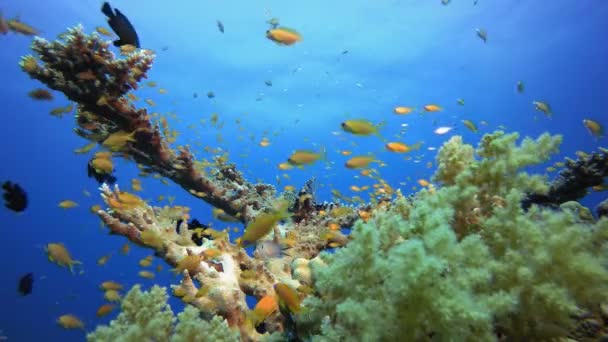 Peixes subaquáticos e jardim de coral — Vídeo de Stock