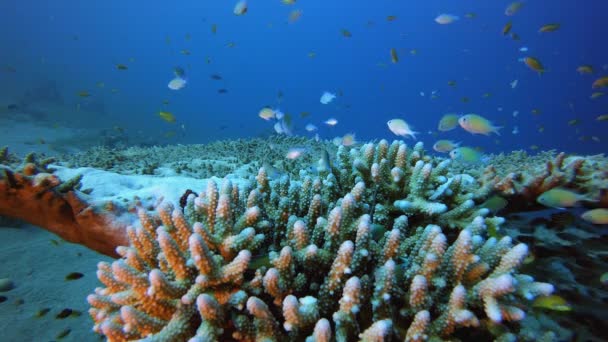 Onderwatervissen en tafelkoraal — Stockvideo