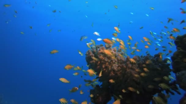 Cena subaquática Recife de Coral — Vídeo de Stock