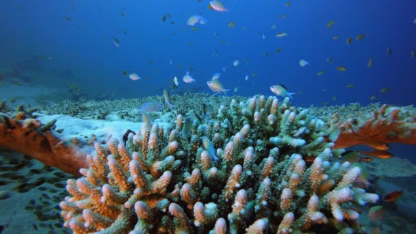 Podwodny koralowiec twardy — Wideo stockowe