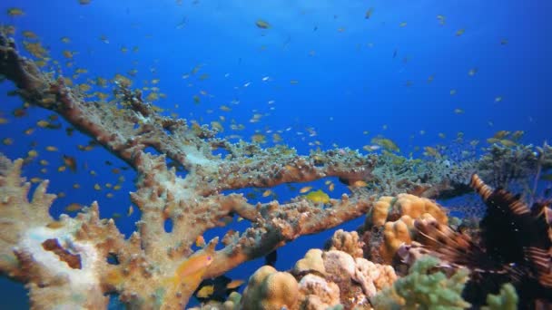 Arrecife tropical submarino Pez león marino — Vídeo de stock