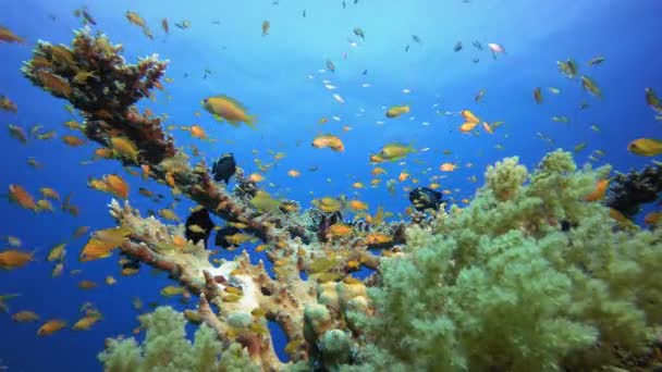 Тропічне життя під водою — стокове відео