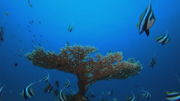 カラフルな旗魚と硬サンゴ — ストック動画