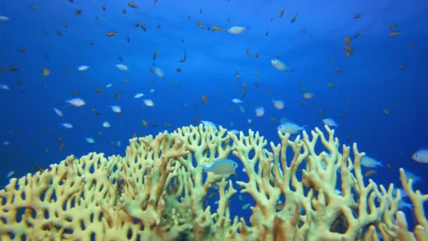 Mavi-Yeşil Turuncu Balık ve Ateş Mercanları — Stok video