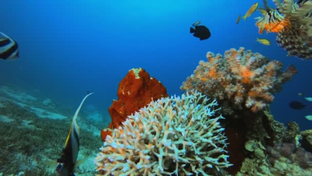 Färgglada Lionfish korallrev — Stockvideo