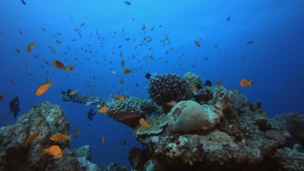 Морской подводный тропический рыбный сад — стоковое видео