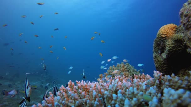 Marint liv korall trädgård Banner-fisk — Stockvideo