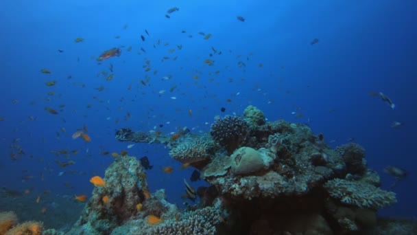 Cena de recifes Corais e peixes — Vídeo de Stock