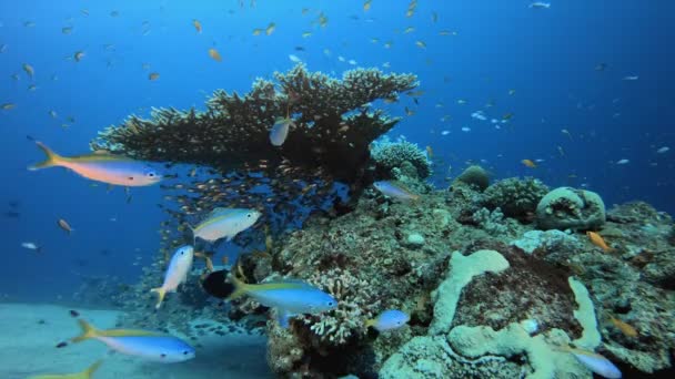Recifes de Coral Cena de vidro-peixe — Vídeo de Stock