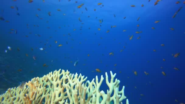 Tropikal Mavi-Yeşil Turuncu Balık ve Ateş Mercanları — Stok video