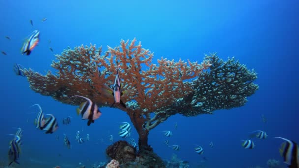 Peixes coloridos tropicais Banner-Fish School — Vídeo de Stock