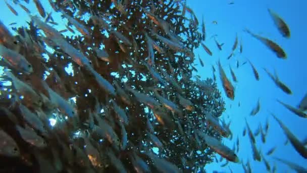 Arrecifes tropicales de coral Glass-Fish — Vídeos de Stock