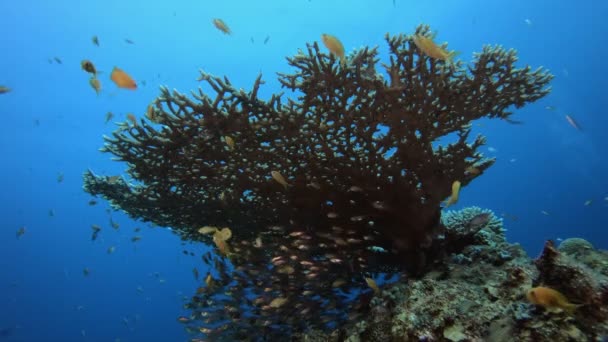 Arrecife de peces tropicales Glass-Fish — Vídeos de Stock