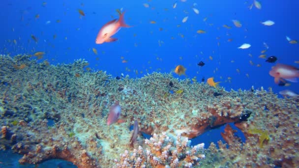 열 대 어류 산호 — 비디오
