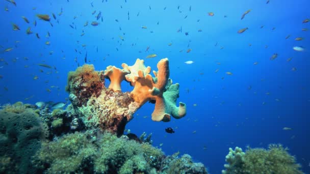 Тропічне море м "який корал — стокове відео