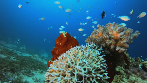热带海洋硬珊瑚 — 图库视频影像