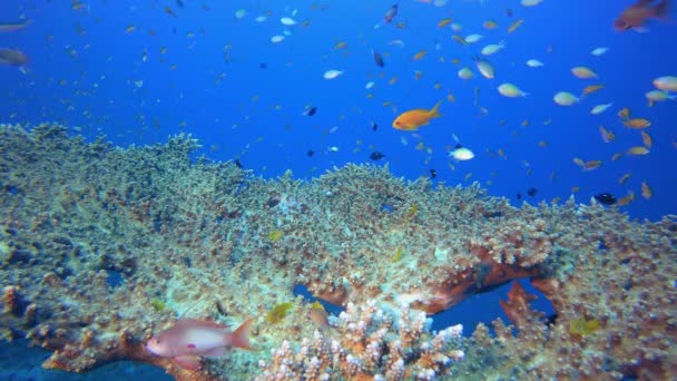 Vista subaquática tropical — Vídeo de Stock