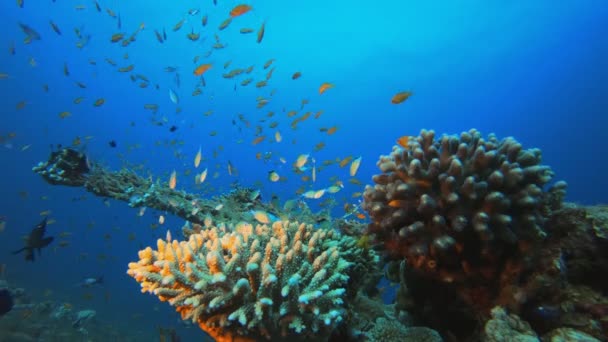 Υποβρύχια πολύχρωμα ψάρια κόσμο — Αρχείο Βίντεο