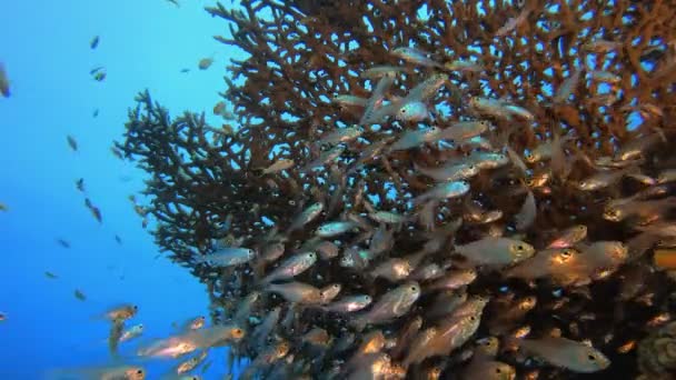 Морская жизнь подводной рыбы-стекла — стоковое видео