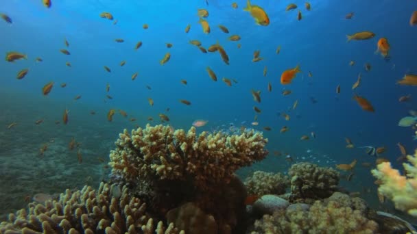 水中海洋熱帯カラフルな生活 — ストック動画