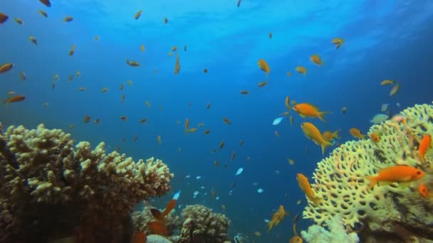 Cena subaquática Mundo colorido — Vídeo de Stock