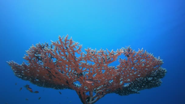 Coral duro tropical submarino — Vídeos de Stock