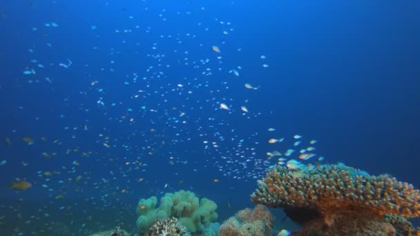 五彩斑斓的鱼和蓝绿色 — 图库视频影像