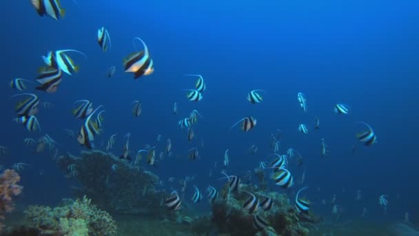 Bannière-poisson marin de la mer Rouge — Video