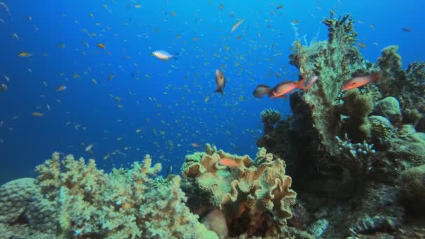 Morski tropikalny podwodny ogród rybny — Wideo stockowe