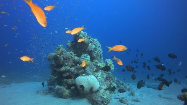 Pescado de bacalao en el jardín coralino — Vídeo de stock