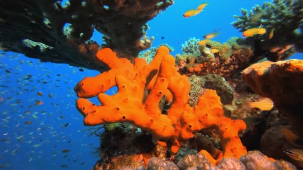 Tropiska koraller med röd svamp — Stockvideo