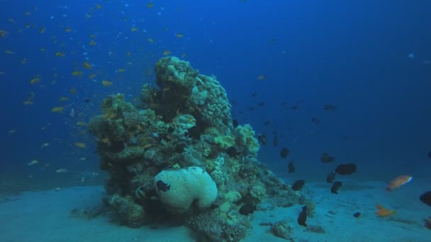 Tropical Blue Water Colorful Fishes — Stock Video