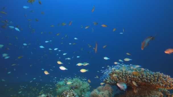 Tropical azul-verde Chromis Fish — Vídeo de stock