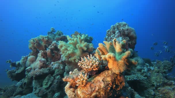 Havsvatten korall trädgård — Stockvideo