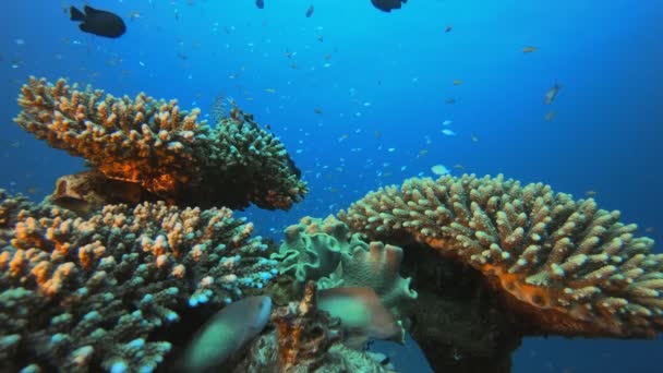 熱帯サンゴ礁の海景 — ストック動画