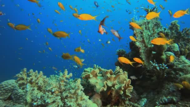 Tropical Colorful Fishes Blue Water — Stockvideo