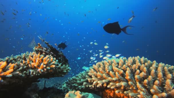 Tropik Balık Mercan Resifi — Stok video