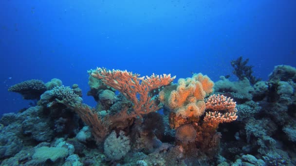 Barriera corallina di pesci tropicali — Video Stock