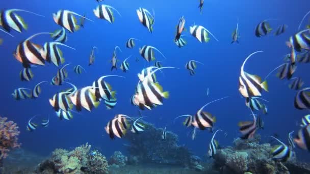 Coral Garden Scene Banner-Fish — Stock Video