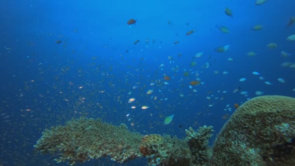 Ogród koralowy z żywymi rybami — Wideo stockowe