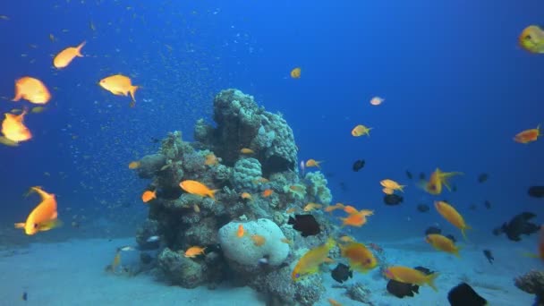 Coral Garden Escena de peces — Vídeos de Stock