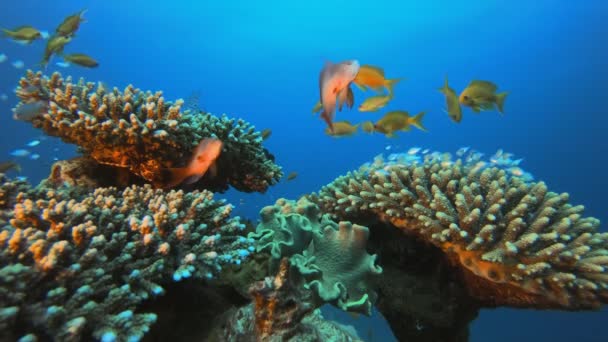 Tropische leeuwenvis en blauwgroene vis — Stockvideo