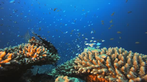 Peixes coloridos marinhos tropicais — Vídeo de Stock