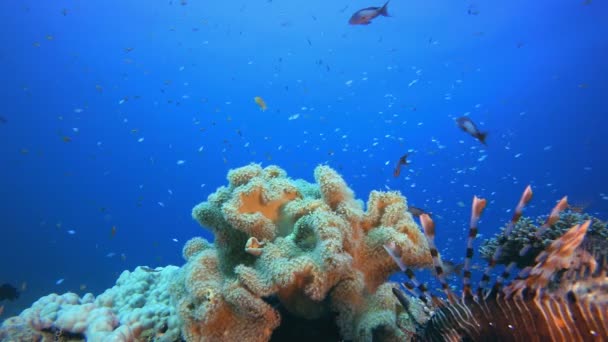 Pesce leone tropicale che posa su corallo molle — Video Stock