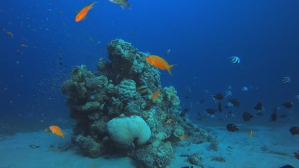 Tropical Underwater Reef — Stock Video