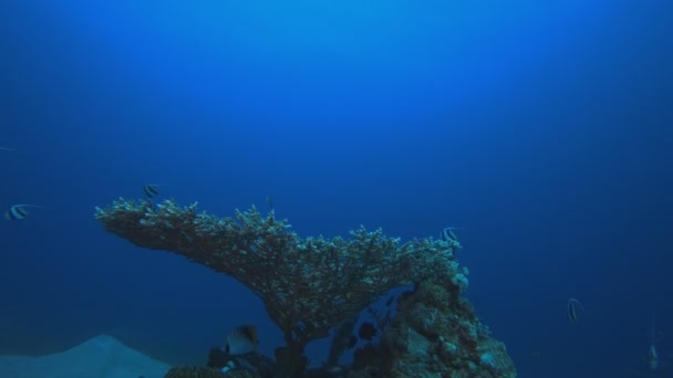 Onderwater Kleurrijke Koraalriffen Banner-Fish — Stockvideo