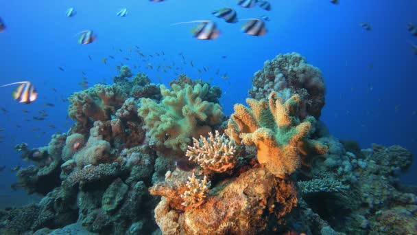 Peces marinos tropicales submarinos — Vídeos de Stock