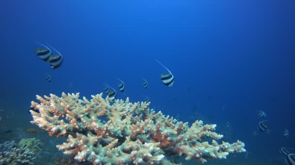 Unterwasserkorallen und Bannerfische — Stockvideo