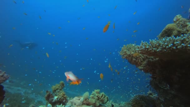 Arrecife submarino de coral Marino — Vídeo de stock