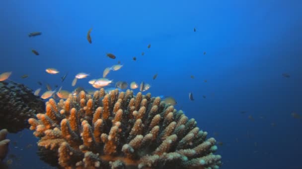 Onderwaterkoralen en blauwgroene vissen — Stockvideo
